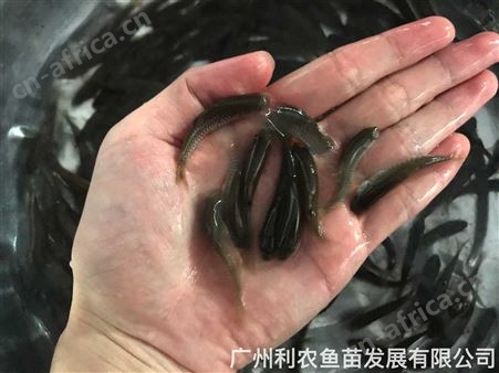青鱼苗批发 螺狮鱼苗出售 大型养殖基地 陆空运输 全国可达