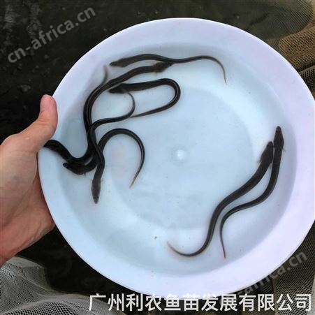青鱼苗批发 螺狮鱼苗出售 大型养殖基地 陆空运输 全国可达