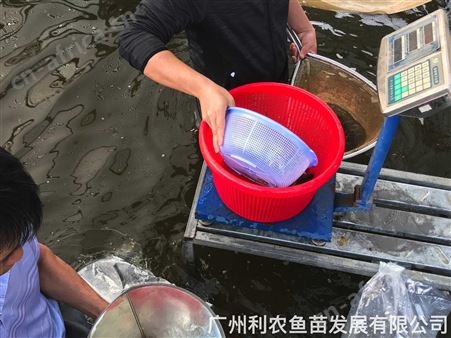 加州鲈鱼苗批发 淡水鱼苗养殖基地 大口黑鲈鱼苗