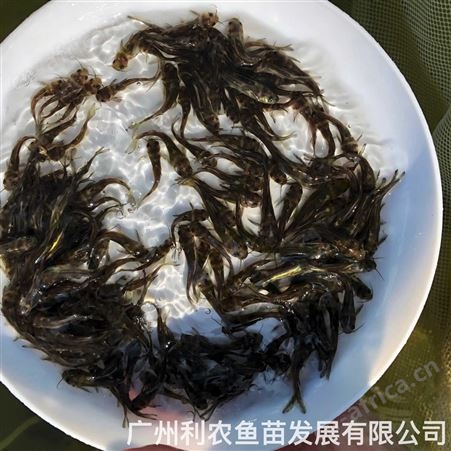放生鱼苗批发 品种多样 准时送货 专业团队 大型养殖基地