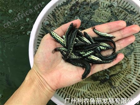 杂交生鱼苗批发 乌鱼苗出售 养殖前景好利润大