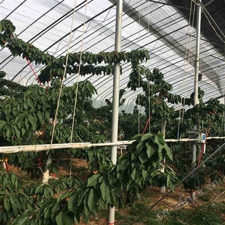 蔬菜温室大棚农业大棚生产 蔬菜温室大棚农业大棚骨架