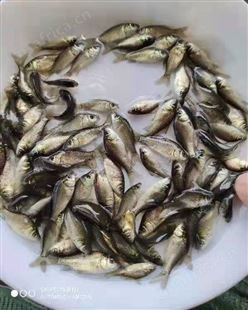 鲫鱼苗批发 中科鲫鱼苗 优质鱼苗 提供技术指导