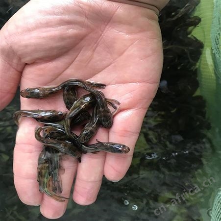 杂交黄骨鱼 单性黄骨鱼 养殖基地
