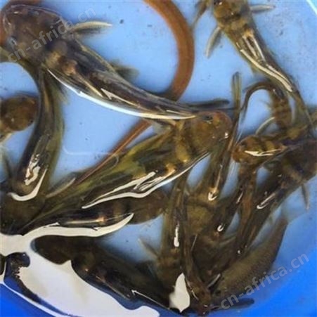 便宜鱼苗-产品经严格的检测