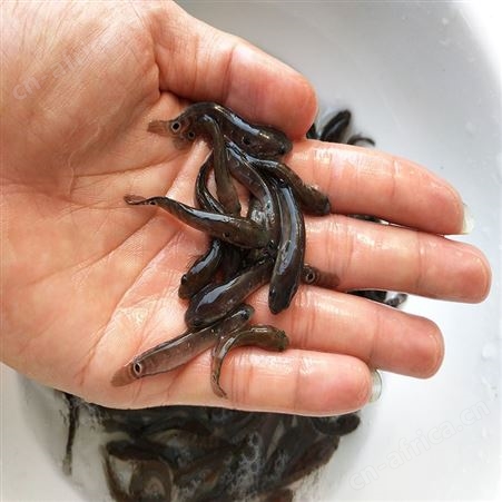 七星鱼鱼苗 批发谈水七星鱼苗 七星鱼鱼苗供应 中渔水产