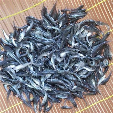 广州鱼苗批发 各类鱼苗批发 品质上乘 欢迎咨询