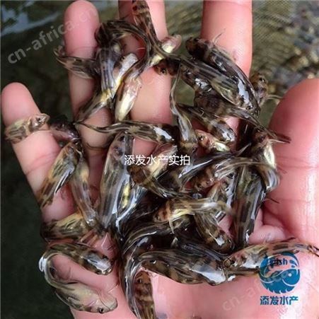 便宜鱼苗-产品经严格的检测