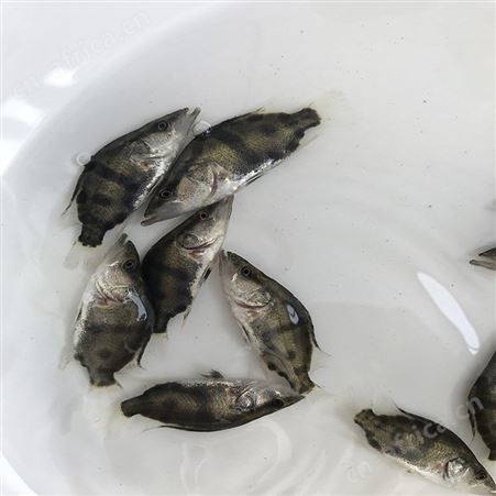 季花鱼 三代鳜鱼苗 鱼苗养殖场