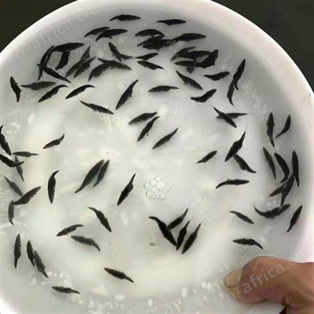鳜鱼 翘嘴桂花苗 桂花鱼苗鱼场直售