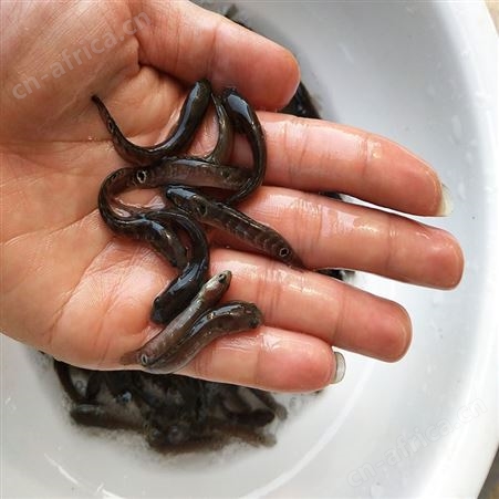 七星鱼鱼苗 批发谈水七星鱼苗 七星鱼鱼苗供应 中渔水产