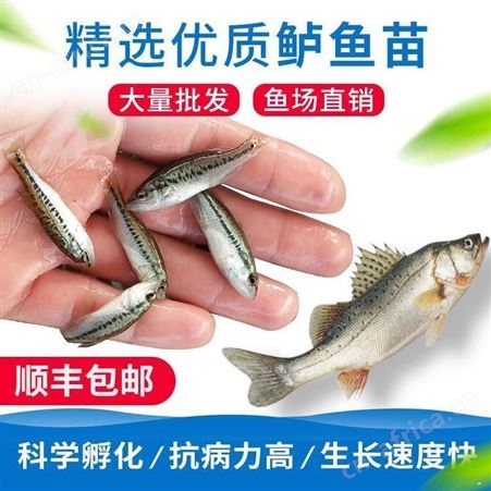 加州鲈鱼苗批发 质量保证 价格实惠