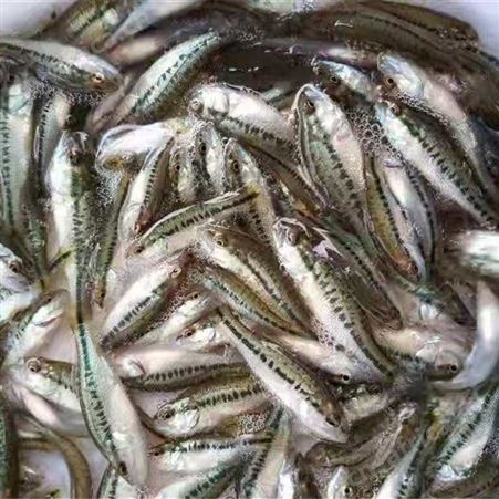 加州鲈鱼苗批发 质量保证 价格实惠
