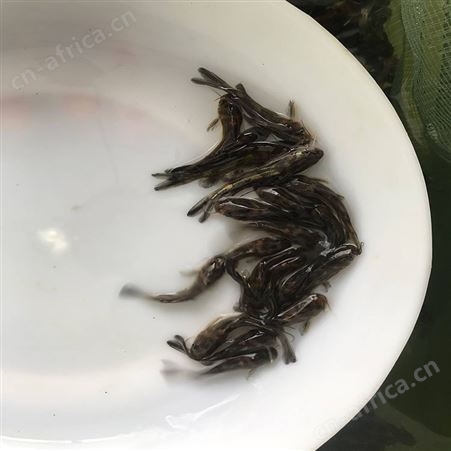 杂交黄骨鱼 单性黄骨鱼 养殖基地