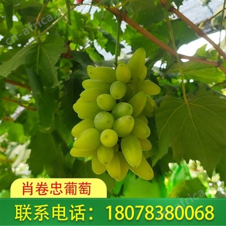 广西桂林灵川葡萄现摘现发--金手指糖度高风味好