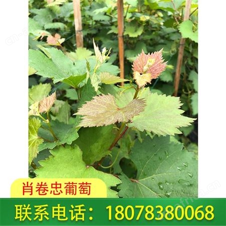 广西葡萄苗种植基地大量供应妮娜皇后葡萄苗