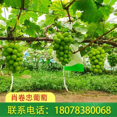 广西葡萄批发 阳光玫瑰葡萄新鲜采摘 桂林葡萄种植