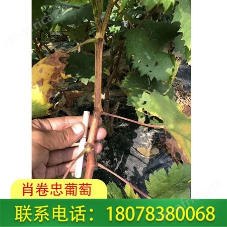 广西5BB阳光玫瑰葡萄苗基地供应品质繁多葡萄苗