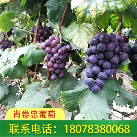 桂林资源生态葡萄出售：巨峰自然果真甜