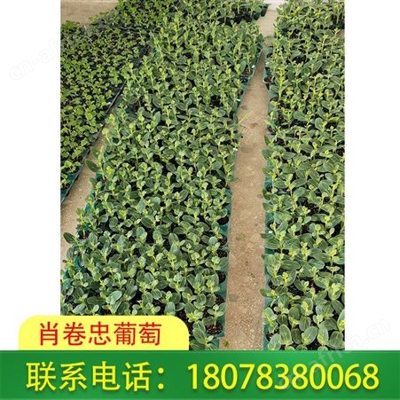 阳朔大甜王西瓜苗、营养杯育苗桂林肖卷忠基地供应