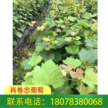 桂林妮娜皇后葡萄苗种植园发货及时