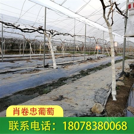 柳州钢管独立大棚设计，请找桂林兴安肖卷忠葡萄