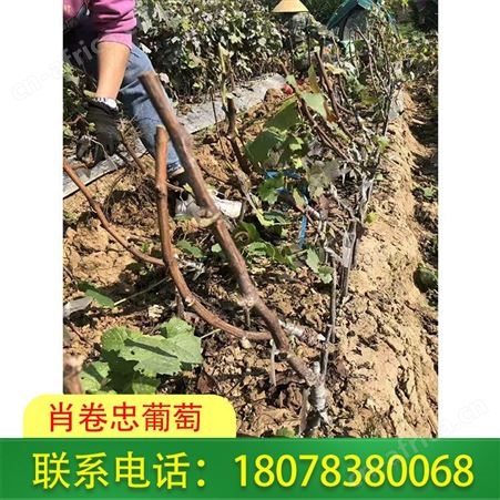 广西蓝宝石葡萄苗品质纯，欢迎致电购买