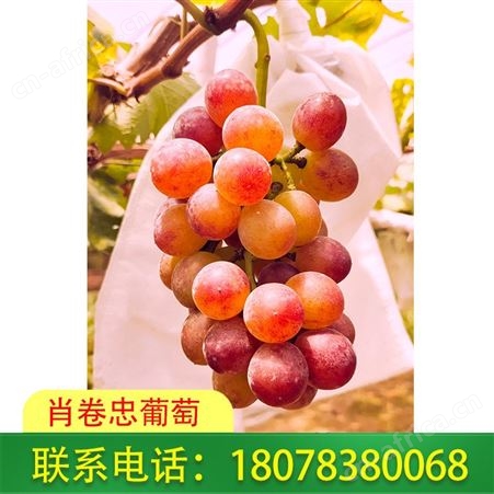送礼好选择：桂林兴安肖卷忠玫瑰香葡萄报价不贵