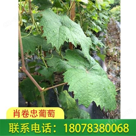 广西阳光玫瑰葡萄育苗基地品质好，桂林肖卷忠葡萄欢迎您