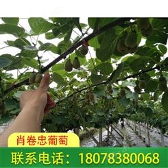 广西黄金奇异果香甜多汁，有货出售中