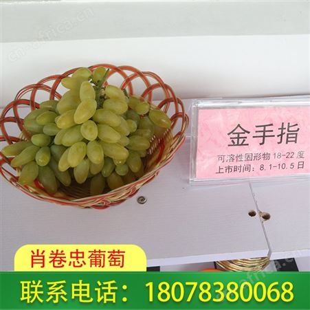 广西桂林灵川葡萄现摘现发--金手指糖度高风味好