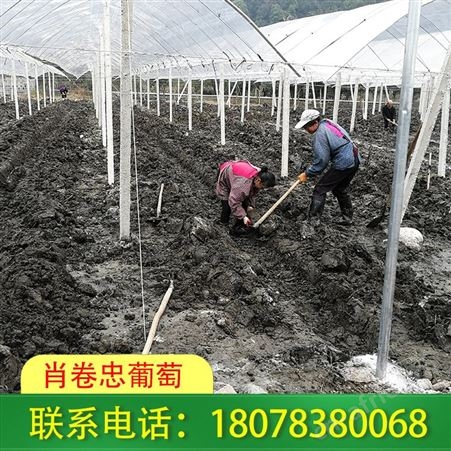 广西防城港百香果架制作-设计-搭建