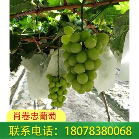 广西南宁阳光玫瑰葡萄鲜脆多汁_基地销售！