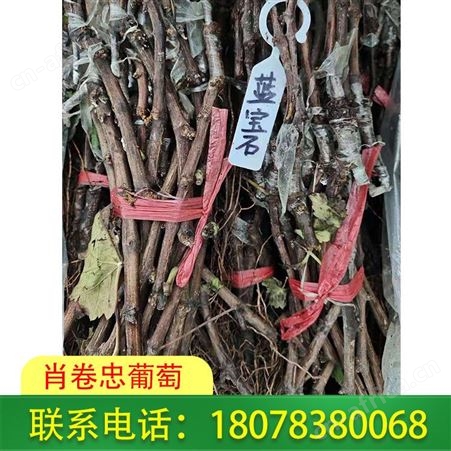 广西|钦州蓝宝石葡萄苗可适合四季种植