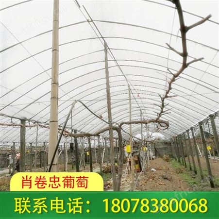 广西防城港百香果架制作-设计-搭建