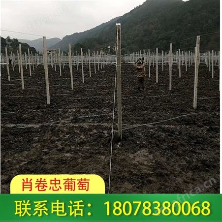 广西棚架搭建-桂林火龙果架安装费用合理