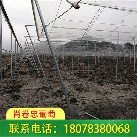 永福钢管棚架-连栋大棚公司服务热情
