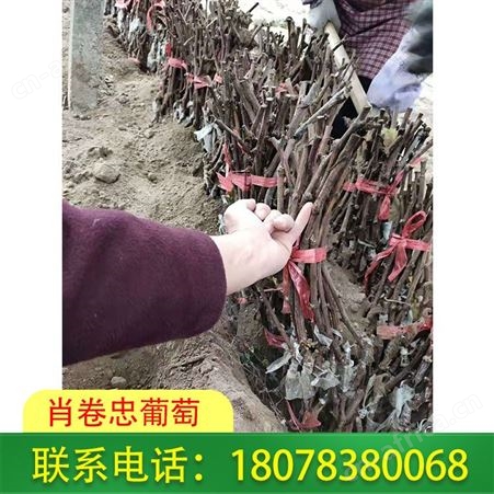 桂林蓝宝石葡萄苗基地常年种植各种葡萄苗
