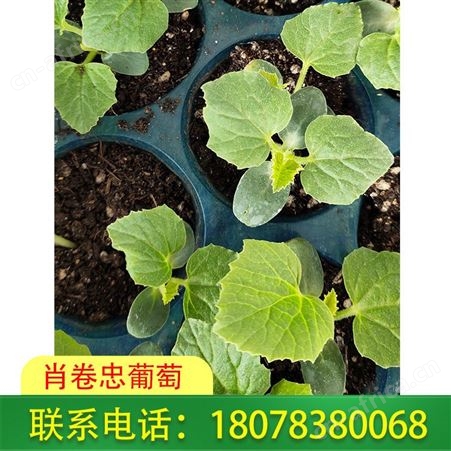 广西大甜王、小甜王西瓜苗基地长期供应