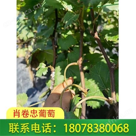 广西葡萄苗种植基地大量供应妮娜皇后葡萄苗