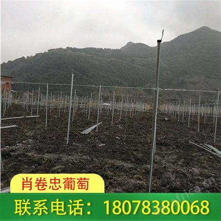 平乐草莓大棚搭建工程——肖卷忠葡萄诚实守信