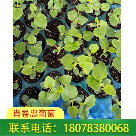 广西大甜王、小甜王西瓜苗基地长期供应