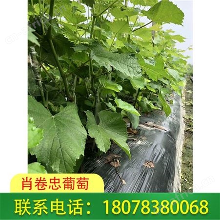 广西贵港阳光玫瑰葡萄苗批发基地在线报价