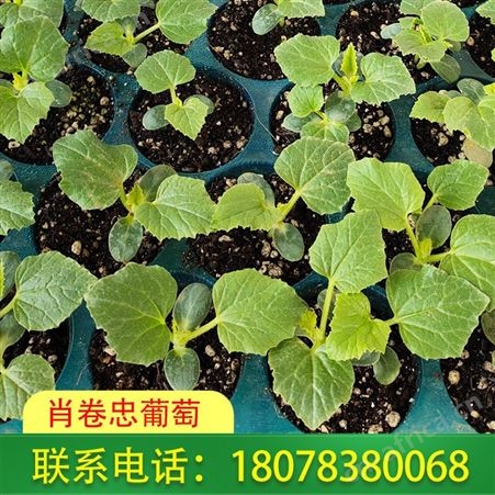 阳朔大甜王西瓜苗、营养杯育苗桂林肖卷忠基地供应