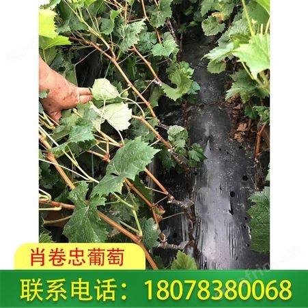 广西5BB阳光玫瑰葡萄苗基地供应品质繁多葡萄苗