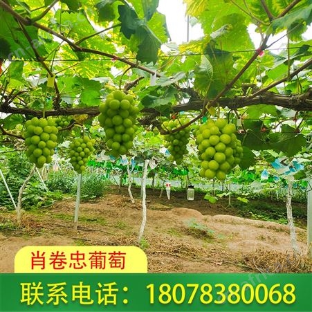 广西葡萄基地 阳光玫瑰葡萄新鲜采摘 桂林葡萄种植