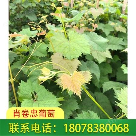 广西阳光玫瑰葡萄育苗基地品质好，桂林肖卷忠葡萄欢迎您