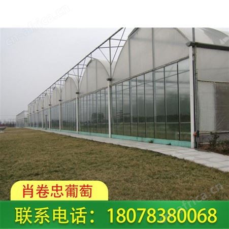 广西兴安连栋温室大棚公司设计新颖