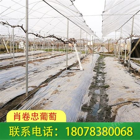 南宁钢管棚架制作——兴安连栋大棚公司欢迎您