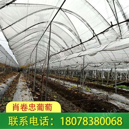 平乐草莓大棚搭建工程——肖卷忠葡萄诚实守信